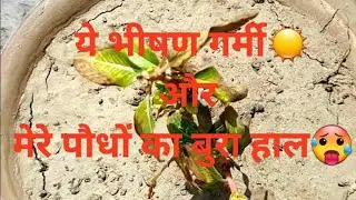 Heatwave effect on plants | Save your plants from this excessive heat #heatwaves #gardeningtips