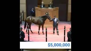 Million-Dollar Yearling 🐎 Auction Highlight #auction #biddingwar #highstakes #horsesale #thorough