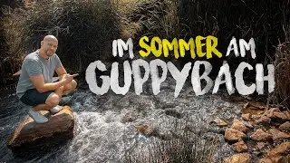 Geheimer GUPPYBACH im SOMMER | PlantedTank