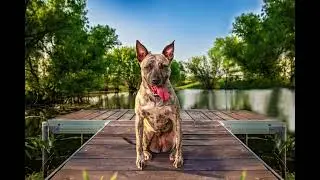 Tour of Haute Dog Pet Photography's 7-Acre Pet Portrait Studio in Dallas-Fort Worth