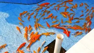Amazing Koi Fish | Turtle Koi Blood Parrot Giant Oranda Goldfish | Shintaro Jumbo Koi Pond