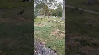 Bunch of turkeys 🦃 in my front yard! #wildlife #animal #turkey #animals #funny #cute #shorts
