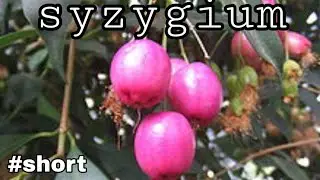 Syzygium tree