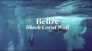 Scuba Diving Belize's Black Coral Wall