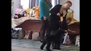 Суки открытый - Zippy Spark Fun Irish