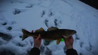 Multispecies Ice Fishing (2024-12-27)