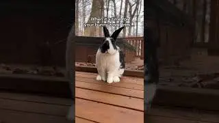How to trim your bunny's nails