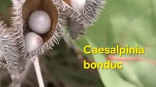 Caesalpinia bonduc | Sagargota | Latakaranj | Bonduc Nut | Medicinal Plant 