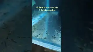 Oscar Fish Breeding