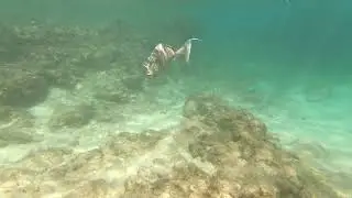 Snorkeling Sharks Cove, Oahu, Hawaii