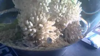 Chromis breeding in a Bio orb aquarium