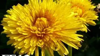 Flower Formula 12 - Dandelion