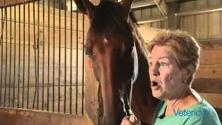 Lynn Chleborad, horse eye irritations and Vetericyn