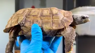 How to Buy Hingeback Tortoises in 2024!
