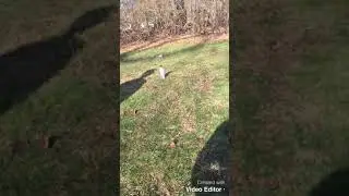 Sodium metal in water bottle explosion
