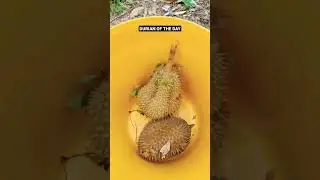 Durian #durian #musangking #viral #tiktok #fyp #food #foodie #malaysia #shorts #farming #fruit #wow
