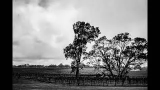 View of the Vineyards, Kies Winery, Barossa Valley, SA, Australia  [Prints Available]