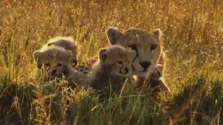 African Cats - trailer -   In theaters: April 22nd, 2010