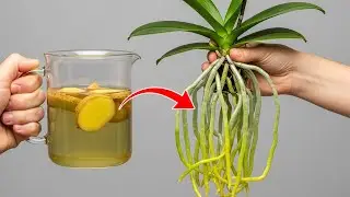 What Healthy Roots Can Help.. for a Dying Orchid??