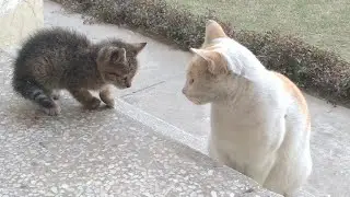 Abandoned Kitten Assuming Feral Cat His Mother || Orphan Kitten Trying To Get Adopted By Feral Cat