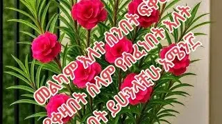 መልካም እለት ሰንት ፍቅር የበዛበት ሰላም የሰፈነበትእለት ሰንበት ይሁንላቺሁ