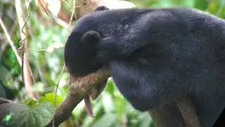 BORNEAN SUN BEAR CONSERVATION CENTRE - Borneo, Sabah, Malaysia