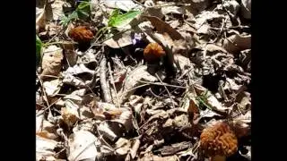 Half Free Morels