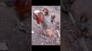Monkey knows how to drink