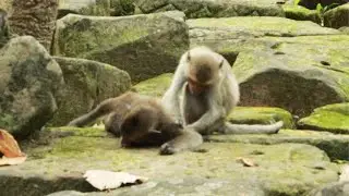 How To See Scar Monkey in Amber Group,May 11,2022/U-Share Mk570
