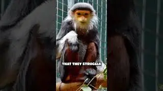 Douc Langur: The Queen of Colorful Monkeys #short#mindmatter #PrimateFacts #WildlifeWonder