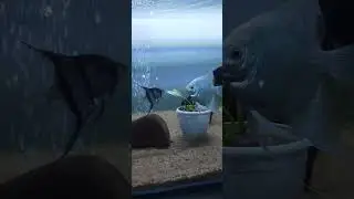 Angel fish Tank with sand substrate. #trendingmusic #trendingvideo #viralmusic