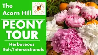 Acorn Hill PEONY TOUR. PEONIES IN THE GARDEN. Spring Peony Tour. Buhay Amerika in Acorn Hill