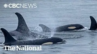 #TheMoment a pod of orcas got their belly rubs