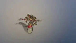 Naga animation Appearance