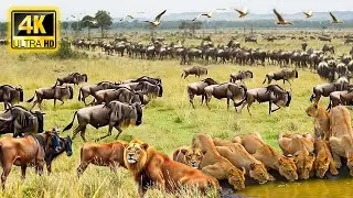 4K African Animals: Bale Mountains National Park🌿Stunning Wildlife Footage From the Heart of Africa