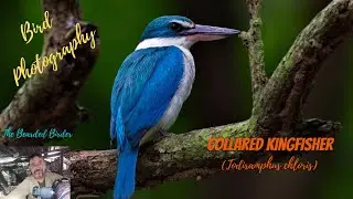 Amazing Birds of Thailand  | The Collared Kingfisher |   #birds  #nature #thailand