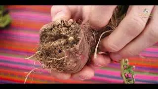 Never eat raw maca powder - why maca must be cooked before consumed