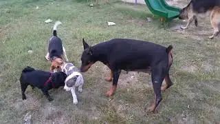 pitbull, german sheaperd, doberman, wigel, pugg playing