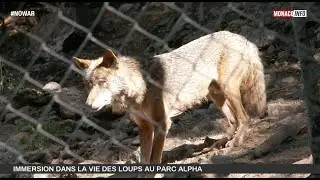 Nature : Les Loups du Parc Alpha