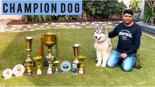 ￼ Adnan Dog Trainer my dog breed Alaskan malamute