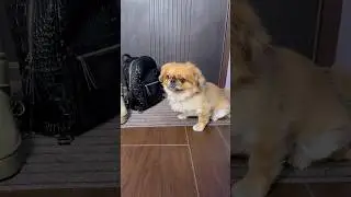 Моя Собачка Прогуливает Школу #короткиевидео #шортс