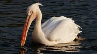 Great White Pelican
