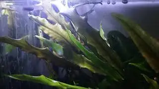 Male Vienna Guppy & Staeck Endler Look-alikes Selected For Breeding With Virgin Females