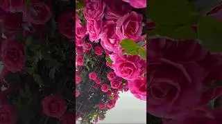 Amazing view rose flowers and sky