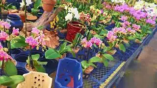 EFG Orchids - Deland, Florida July & August 2025