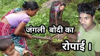 जंगली बोदी का रोपाई।👆💯🍈🥦🥒#Sahdew s blog #vlogs #daily #food