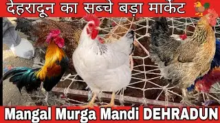 Cheapest murga mandi in dehradun