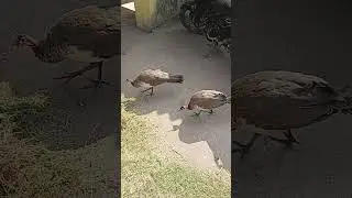 paltu mor
