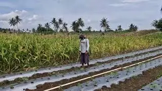 SUSTAINABLE FARMING TIPS: PROTECTING CROPS FROM WEEDS USING PEPTISIDE! -agriculture tips