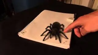 3D Spider Drawing AMAZING realistic illusion!
